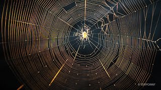Spider Net Building Timelapse