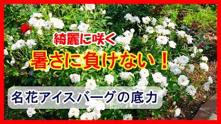 ７月下旬のバラ庭紹介★名花アイスバーグの底力っ！