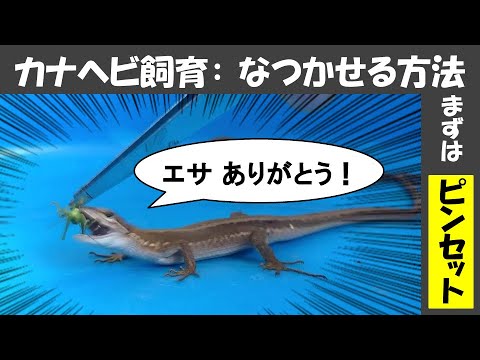 カナヘビにピンセットから餌をあげてみた エサやり 懐く なつく 慣れる 懐かせ方 なつかせかた 慣れさせ方 方法 Youtube