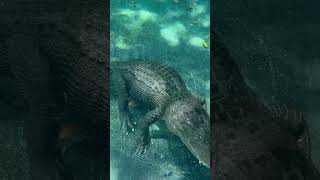 Alligator scratching his ear underwater!