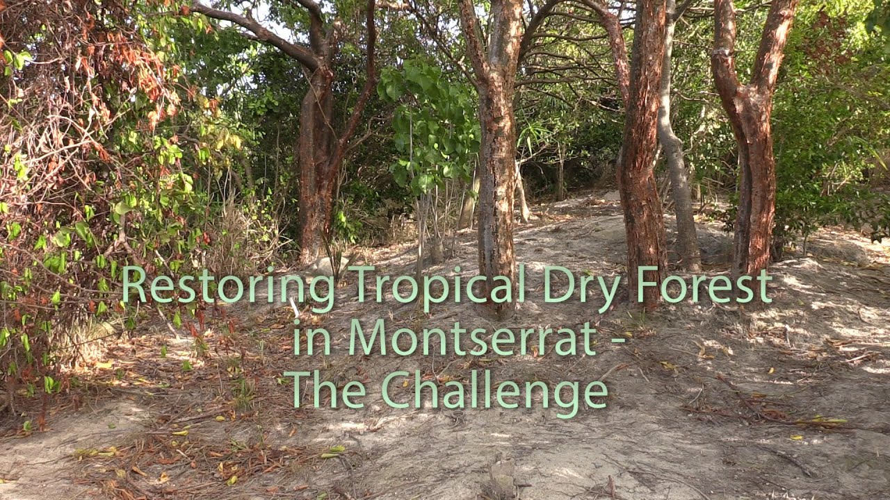 Tropical Dry Forest Restoration in Montserrat - The Challenges - YouTube