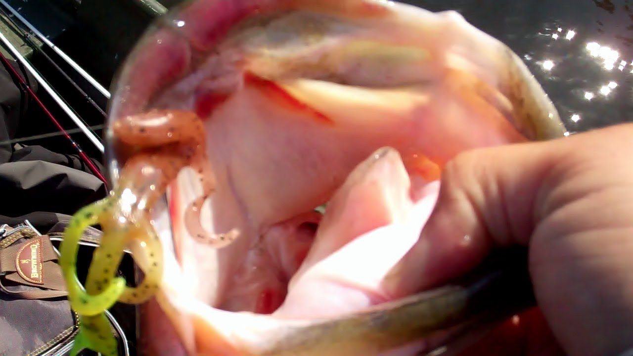 Lizard Bass Fishing. Big Bass Crushes Lizard at the Surface. 