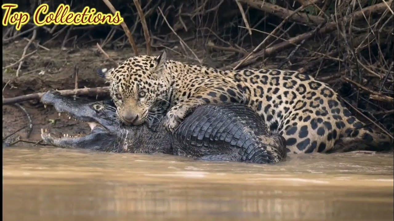 Tiger vs python real fight_Animal attacks_Most dangerous moments_Tiger ...