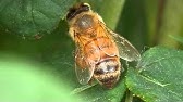 ミツバチの花粉だんご作り Youtube