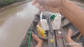 Câu cá ngát hàng đáy bị bể đầu |thành kiệt