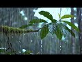 Deep Forest Rain Sounds for Sleeping Instantly 🌧️ Pure Nature Ambience, No Noise, No Music