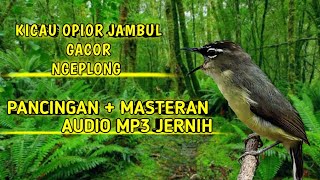 SUARA OPIOR JAMBUL GACOR NGEPLONG COCOK UNTUK PANCINGAN DAN MASTERAN MP3 AUDIO JERNIH