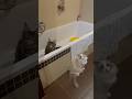 🐱🛁🧼 Bath cats 🧼🛁🐱 #bathcats #cats #mainecoon #funny #cute #ragdoll