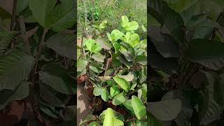 red dayman amrud plant fruit 🍑🍑🍑🍑🍑