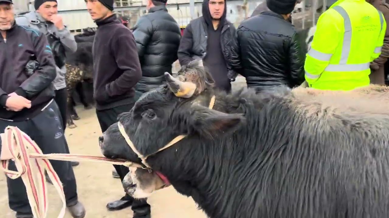 ANGREN MOL BOZORI BUQALAR QATORI 05.02.26 fermeruz 