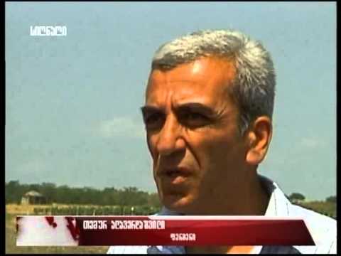 კალიების შემოსევა სიღნაღის მუნიციპალიტეტში