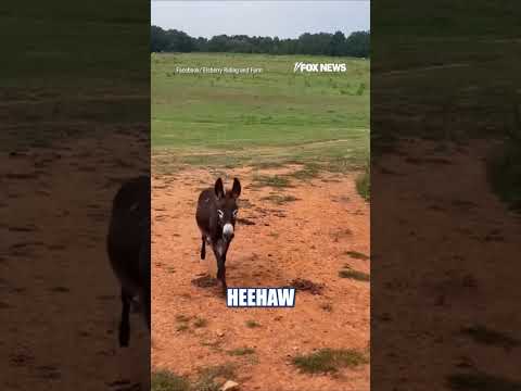 Family DEMANDS justice after police shoot baby donkey #shorts #us #news #foxnews