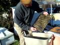 PROPOLIS,Propolis Traps Harvesting,Honey Bees Resin Beekeeper John Pluta Beehives Georgia Beekeeping