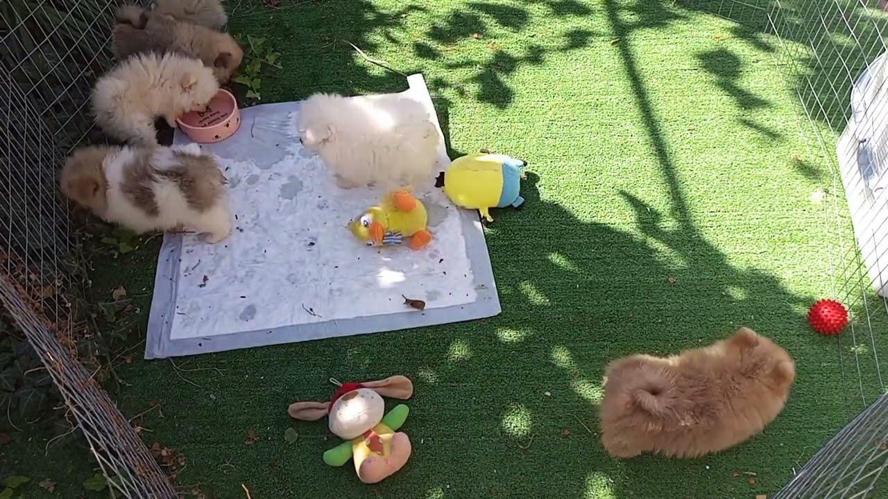 Если вы решились завести Шпица. Часть 2.Как кормить щенка🐕 #купитьшпица #шпиц #померанскийшпиц