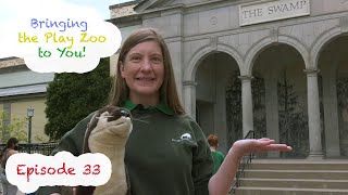 Bringing the Zoo to You: River Otters