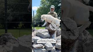 Why A Tired Dog Is A Good Dog | Let Me Explain #puppytraining #dogtraining #puppy