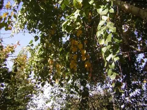 Евгений Дога Березовая аллея Гонки по вертикали