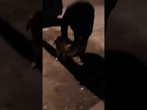 თავშესაფრიდან ძაღლი ძველ პატრონს დაუბრუნდა