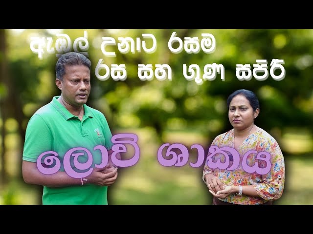 ලොවි ශාකය ගැන ඔබ මේ දේවල් දැනගෙන සිටියාද??? | ලොවි ශාකය | Flacourtia inermis - Sobadam Piyasa