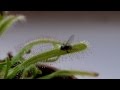 Drosera Capensis: time lapse of eating a fly (in HD)