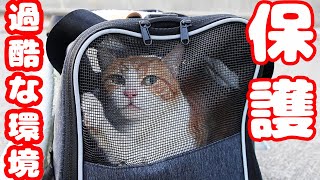 What is the trapping of stray cats in Japan?Impressed cat video.god bless!