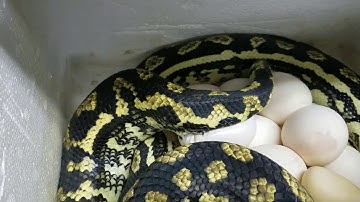 Jungle Carpet Python Laying Eggs