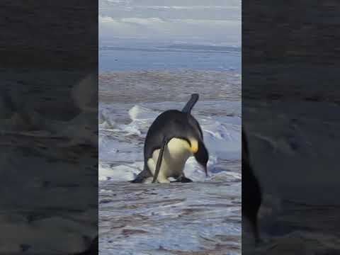 penguin funny moments