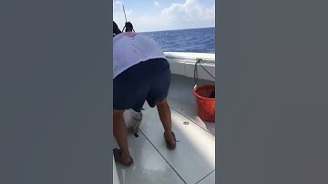 trying to put your finger in the puffer fish mouth #shorts #fail