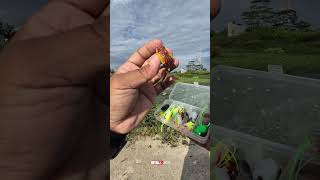 Paket umpan katak lembut #fishing #kataklembut #paketumpansoftfrog