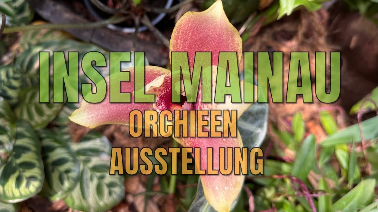 Insel Mainau Orchieen Ausstellung YouTube