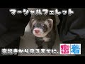 お久しぶりの"クロロ"です🐾 溺愛飼い主とクロロの日常💭
