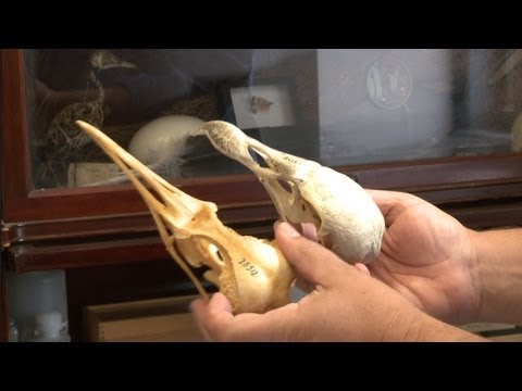 Inside the Collections: Ornithology