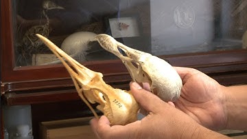Inside the Collections: Ornithology
