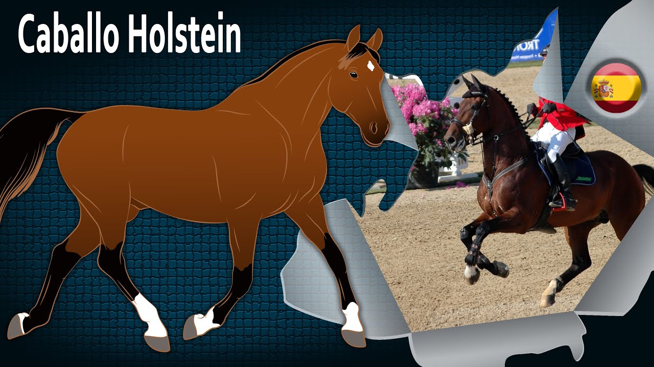 Caballo Holstein, el mejor caballo de concurso completo de Alemania, Razas de caballos