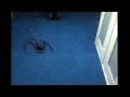 Spider atack