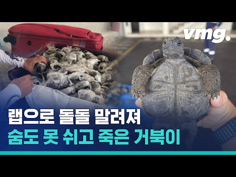랩으로 말려 숨도 못 쉬고 죽었다…멸종위기종 거북이 185마리 밀수범 검거 / 비디오머그