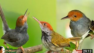 kelincer jantan langsung  gacor ketika mendengar kelincer betina