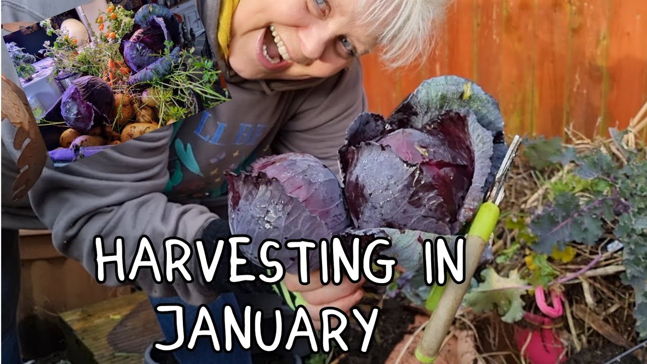 Продолжаем сбор овощей зимой. Что выращивать для зимнего питания.