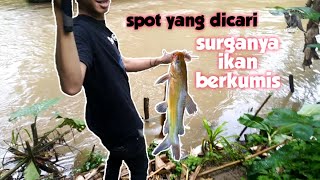 panen strike ikan berkumis di sungai yang keruh,  || MENYERO FISHING official