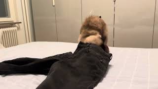 Ekaterina and Nisse uses pants as a house by CLNA Cats 85 views 4 months ago 44 seconds