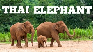 Thai elephant : National Animal of Thailand