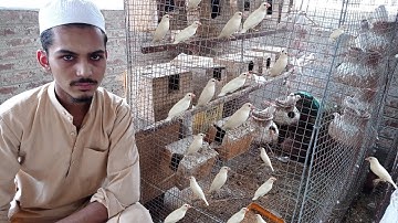 java birds || java sparrow || java breeding update