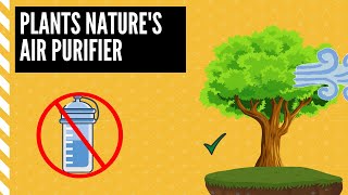 How do plants produce oxygen & Clean the Environment ?| Biglords.com