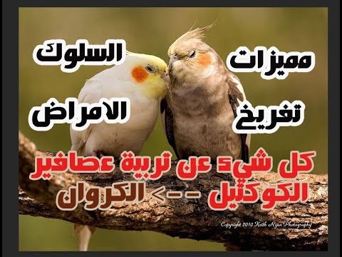 كل شيء عن تربية عصفور الكوكتيل الكروان