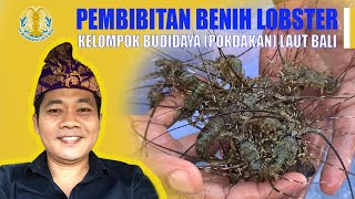 Cara Pembibitan Benur Lobster Air Laut PERTAMA DI BALI (PART 2)