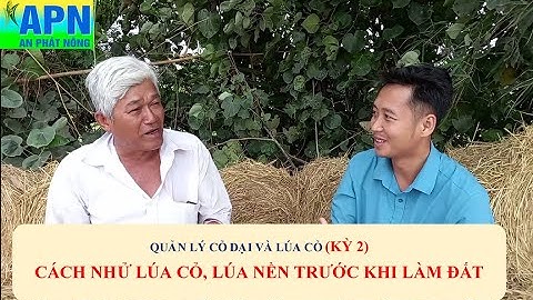 APN - LÚA CỎ KỲ 2 - GIẢI PHÁP NHỬ LÚA CỎ, LÚA CỜI ĐỂ TIÊU DIỆT TRƯỚC SẠ #anphatnong #lua