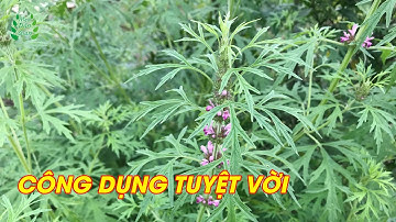 CÂY ÍCH MẪU - Dược Liệu Quý có công dụng bất ngờ ít người biết