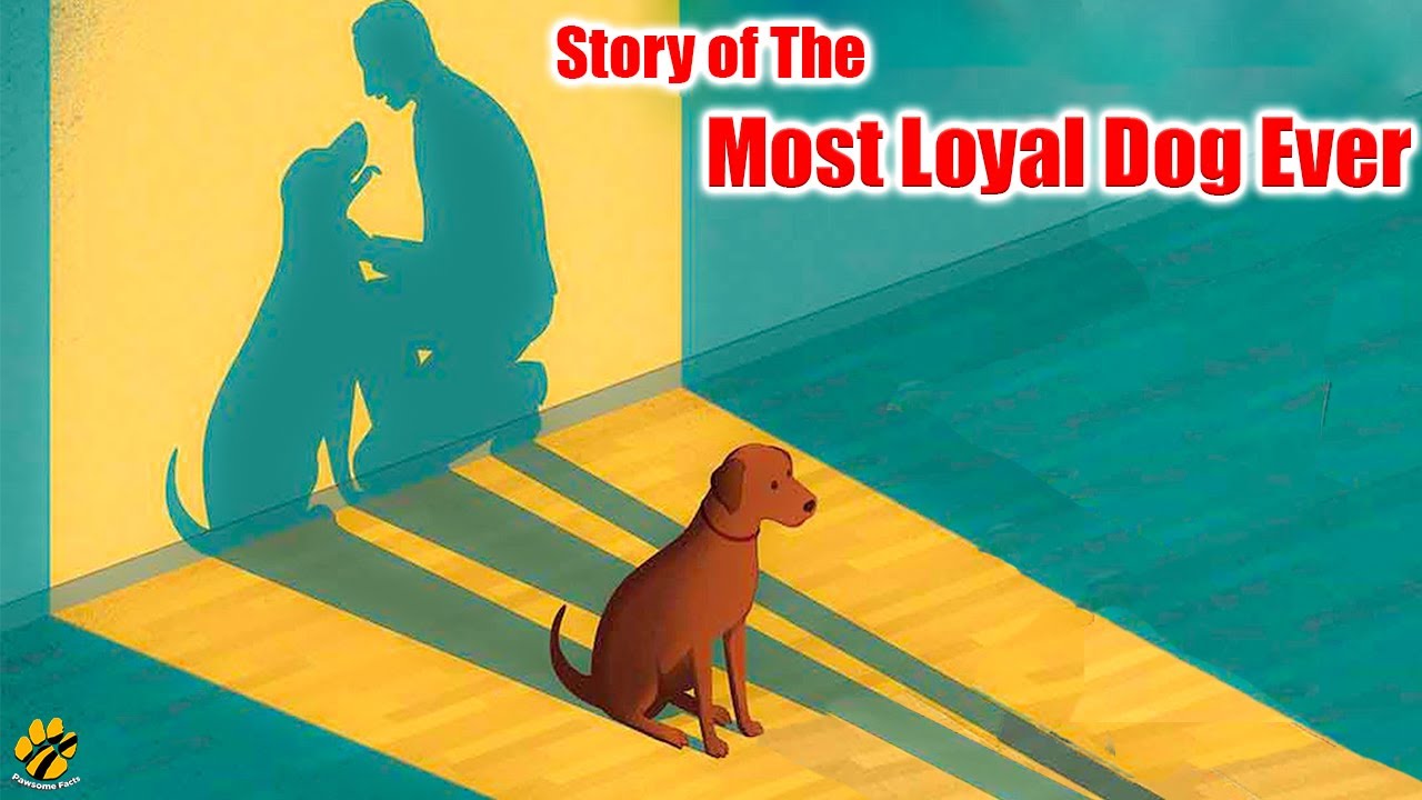 Dog Who Waited 14 YEARS for His Owner | Pawsome Stories🐾