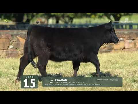 LOTE 15   TAT TE3930 F Angus