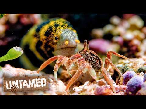 5 Camouflaged Predators Hunting Their Prey | Speed Kills